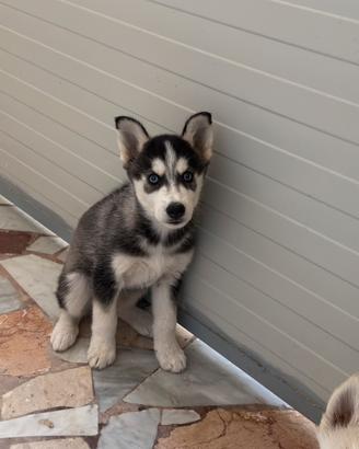 Husky cuccioli