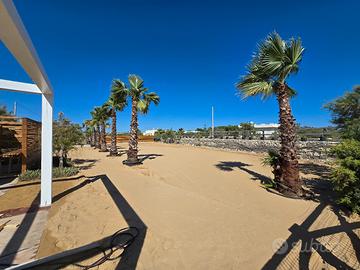 Palme Washingtonia (H 3,5m) in Vaso