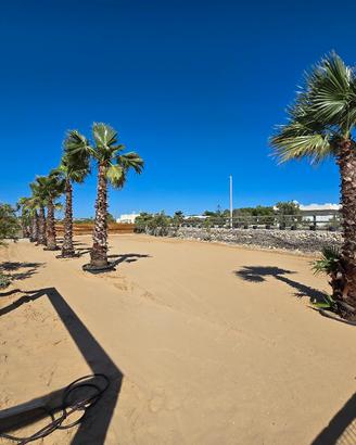 Palme Washingtonia (H 3,5m) in Vaso