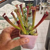 Sarracenia Multicolor rara (Pianta Carnivora)