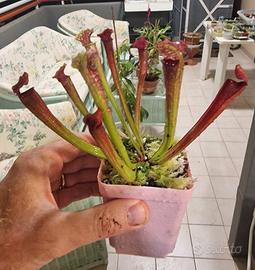 Sarracenia Multicolor rara (Pianta Carnivora)