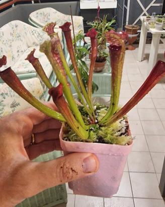 Sarracenia Multicolor rara (Pianta Carnivora)