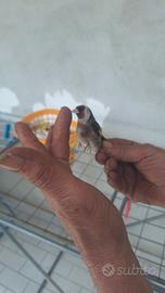 Cardellino di razza