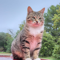 Magnifico gattino a pelo medio lungo