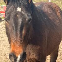 Puledra 3 anni incrocio paint