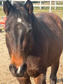 Puledra 3 anni incrocio paint