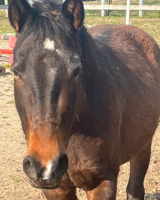 Puledra 3 anni incrocio paint