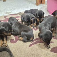 Cuccioli di dobermann