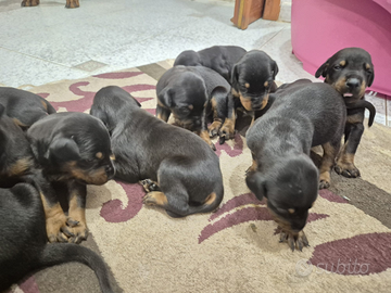 Cuccioli di dobermann