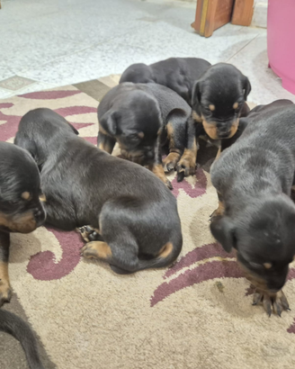 Cuccioli di dobermann