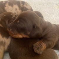 Bassotto tedesco kaninchen/ nano piccolo