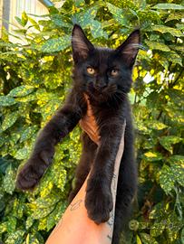 Maine Coon Maschio