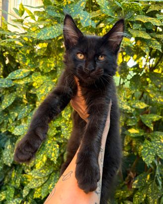 Maine Coon Maschio