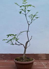 Prebonsai