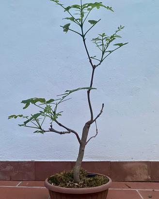 Prebonsai