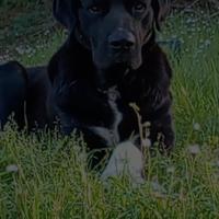 Cane da pastore Mallorquin