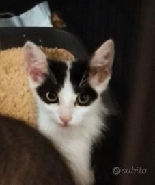 Gattini
