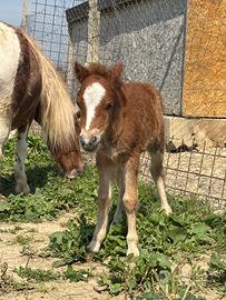 Cucciolo di pony