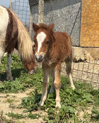 Cucciolo di pony