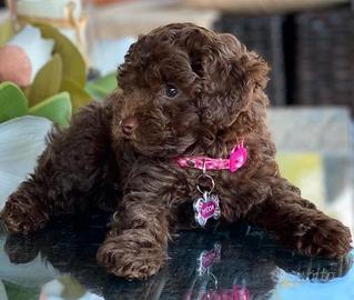 BARBONCINO TOY CHOCOLATE - BARBONCINI cuccioli