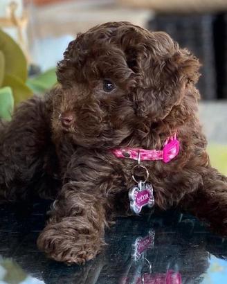 BARBONCINO TOY CHOCOLATE - BARBONCINI cuccioli