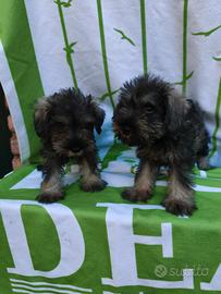Sale e Pepe cuccioli di schnauzer nano 