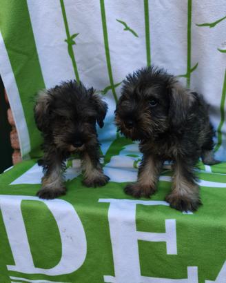 Sale e Pepe cuccioli di schnauzer nano 