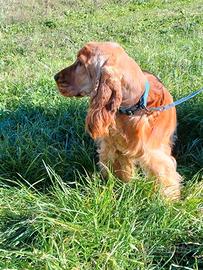 Cocker Spaniel Inglese per Monta Pedigree Importan