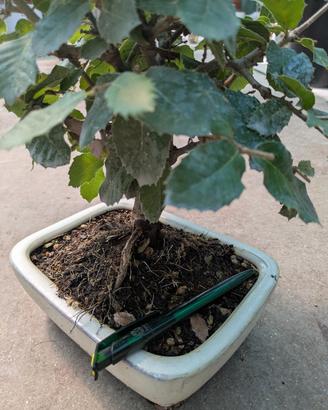 Bonsai