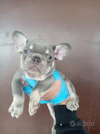 Cuccioli di bulldog francese
