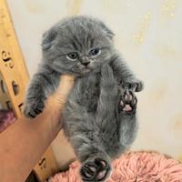Scottish fold blue femmina