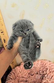 Scottish fold blue femmina