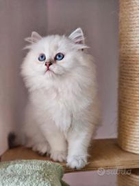 Allevamento Tirabaci British Longhair