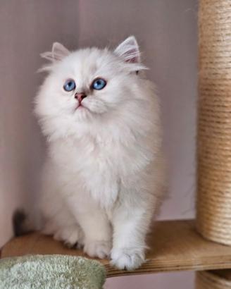 Allevamento Tirabaci British Longhair
