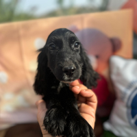 Cocker spaniel inglese