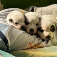 Australian Cattle dog