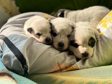 Australian Cattle dog