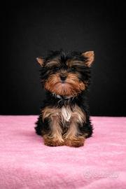 Yorkshire femmina toy