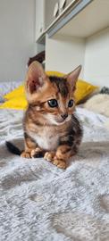 Cuccioli bengala Marbled - pedigree ENFI