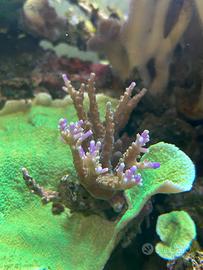 Cerealis blu Acropora