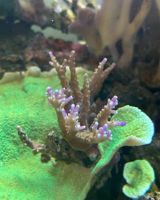 Cerealis blu Acropora