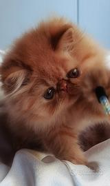 Cuccioli di Gatto Persiano 