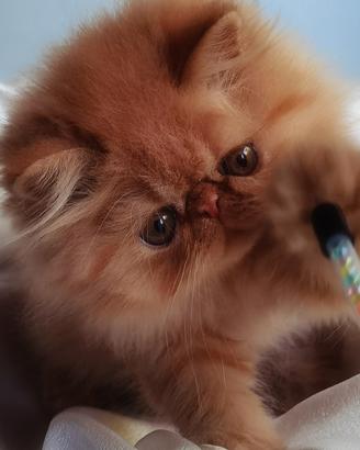 Cuccioli di Gatto Persiano 