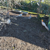 Fagiani dorati gialli