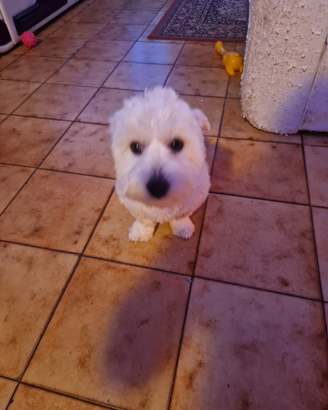 Bichon