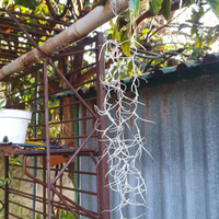 Tillandsia usneoides
