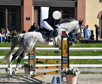 Cavallo da salto ostacoli