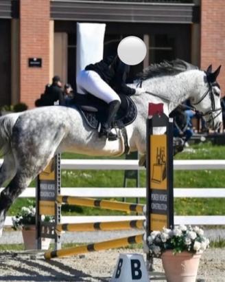 Cavallo da salto ostacoli