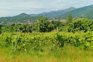 Vigneti a Borgiallo