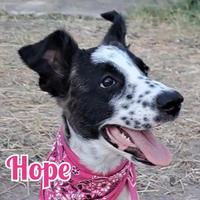 Hope, 5 mesi, taglia grande